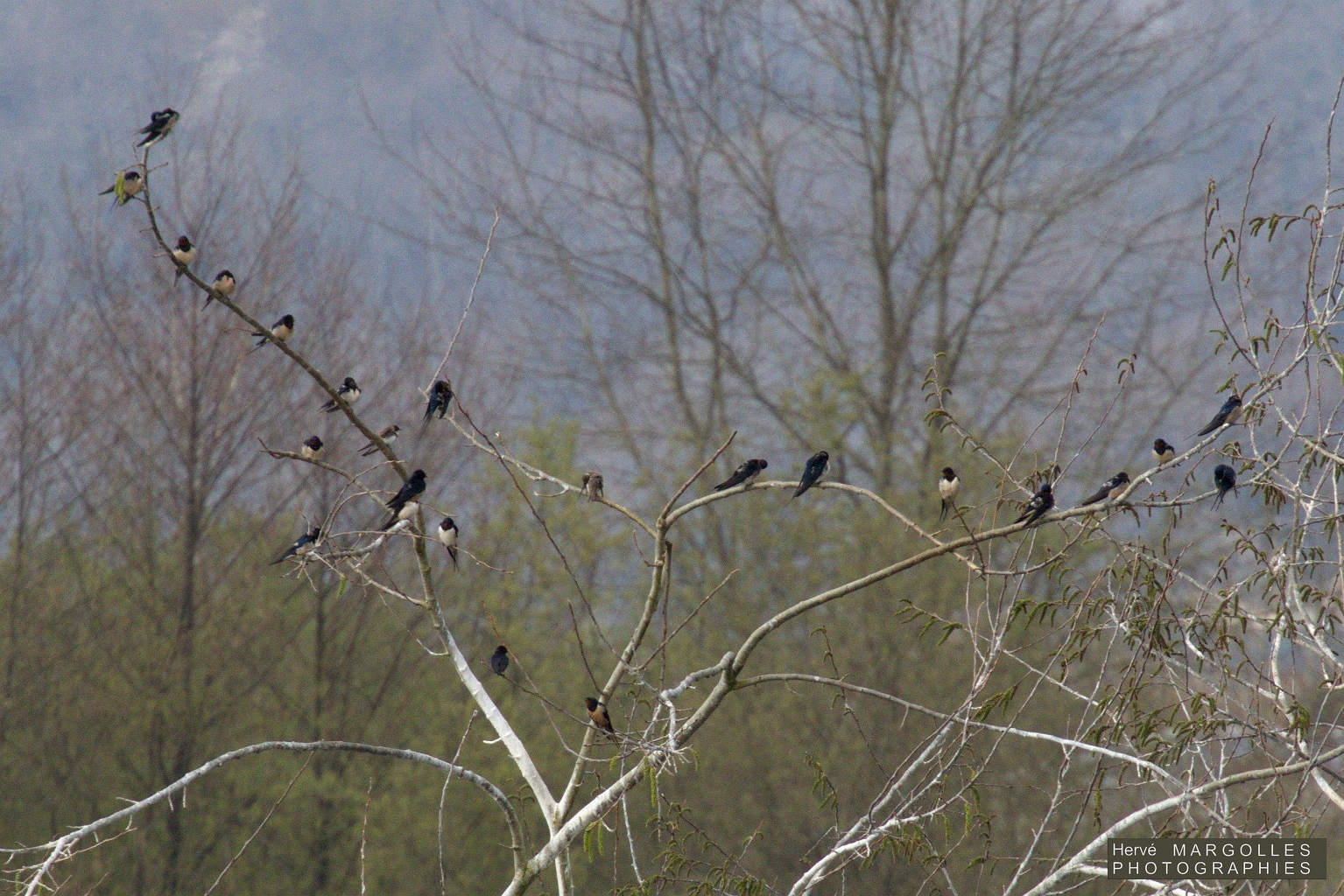 Hirondelle rustique.jpg